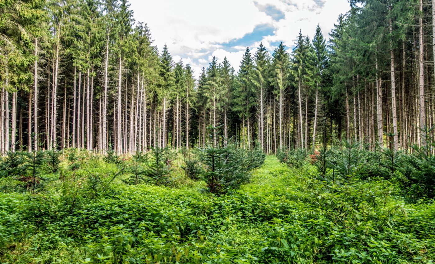 Secondary forests reconnect fragmented habitats