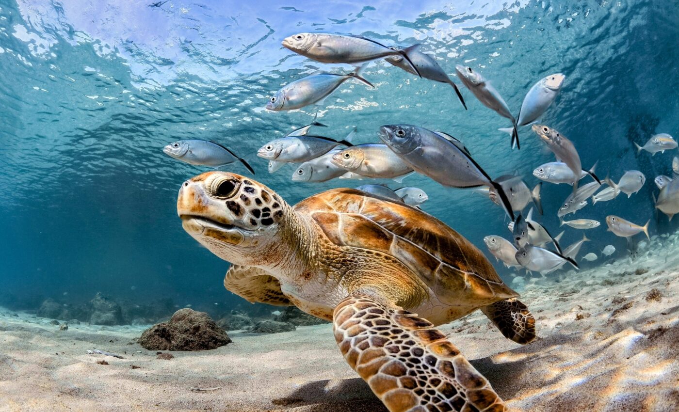 Today's ocean oxygen levels may have cascading impacts