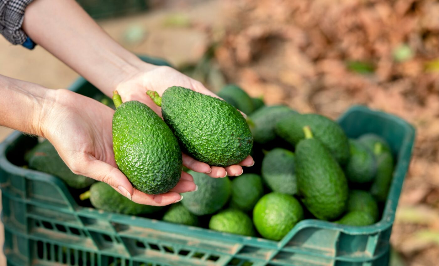 America's demand for avocados linked to escalating crisis in Mexico