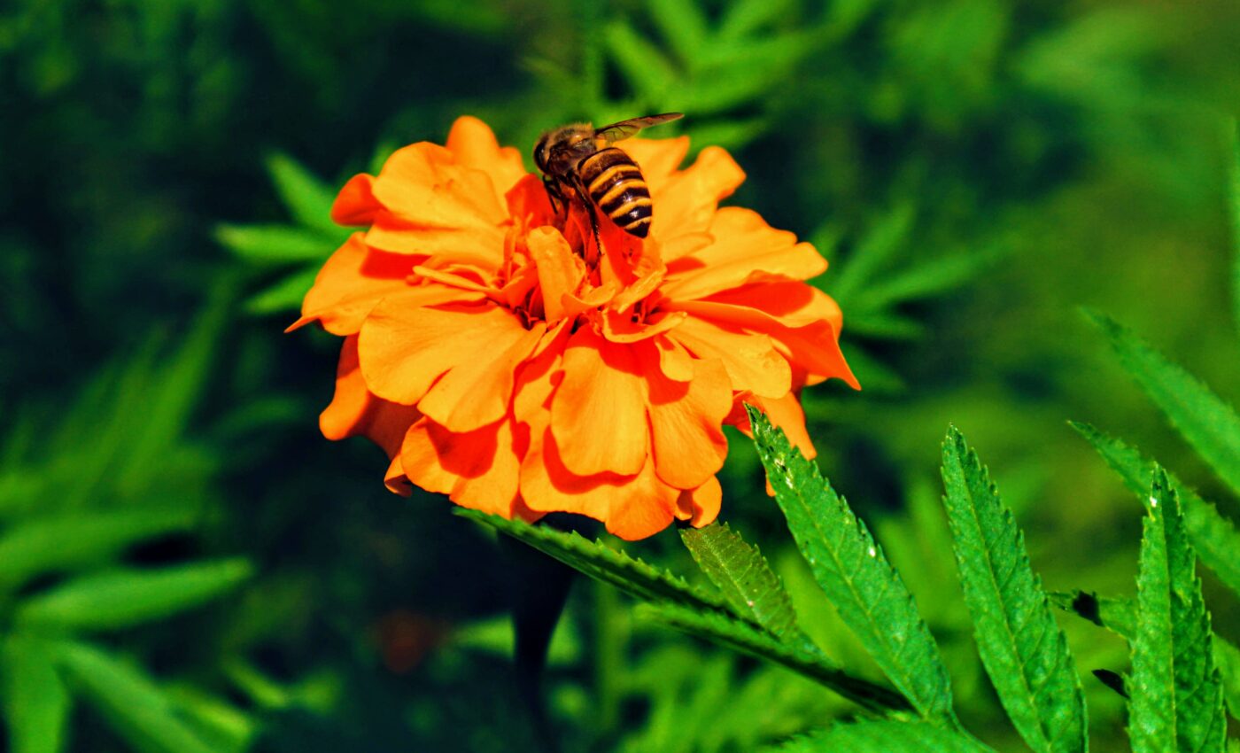 Floral interventions on farms boost pollinators and crop yields