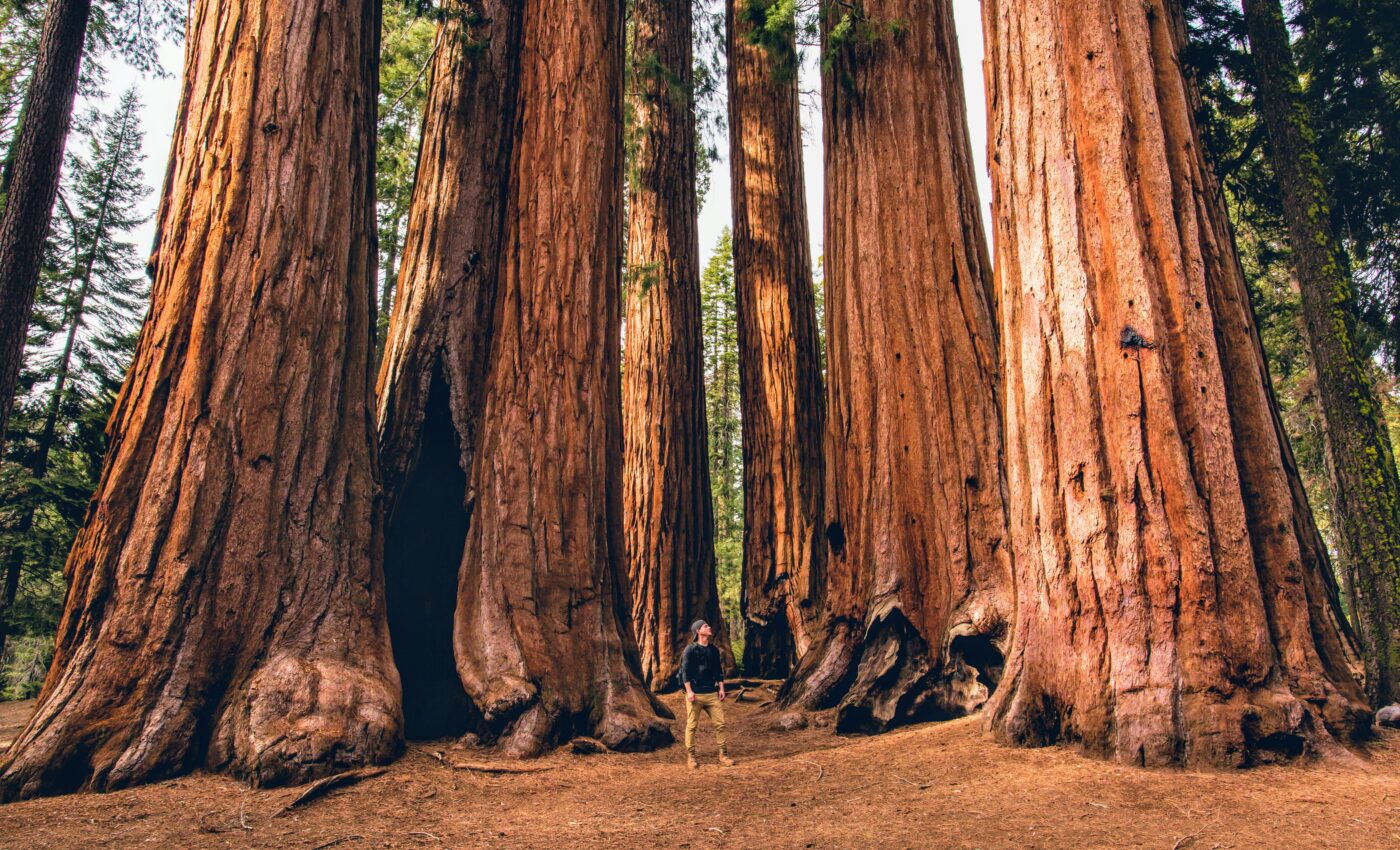 Rising from the ashes: How some redwoods recover from fire