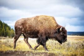 2023/12/american-buffalo_1medium.jpg