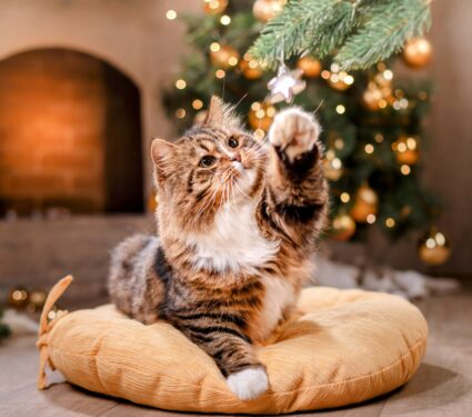 Christmas-cats.jpg