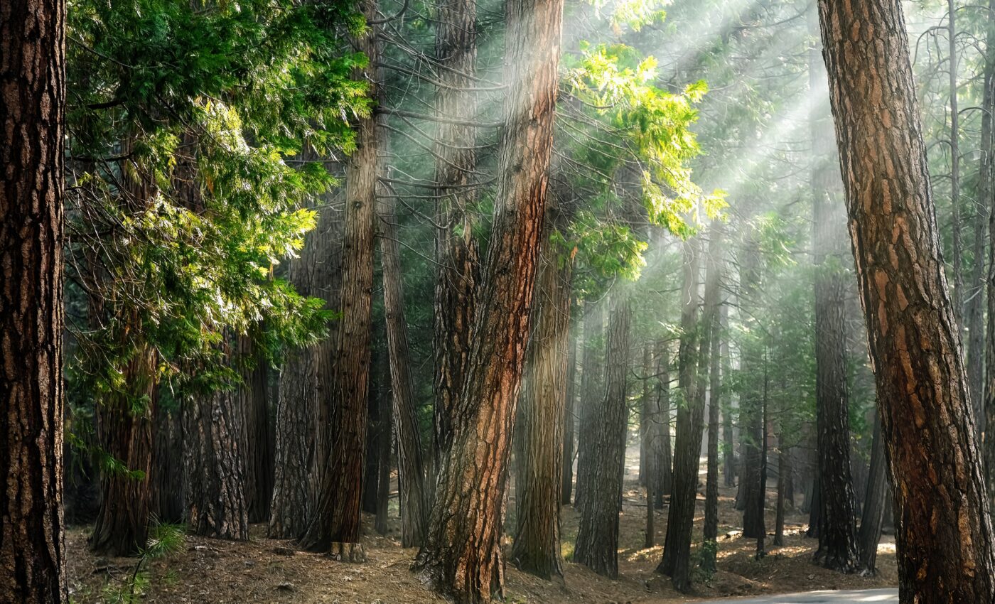 Climate change outpaces the ability for trees to adapt