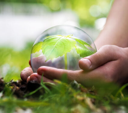 The,Plant,Is,In,A,Clear,Protective,Field,In,The