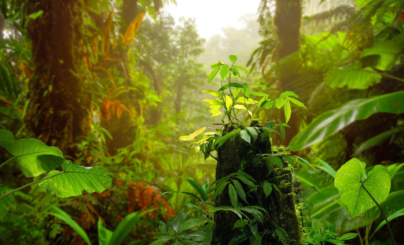 Soil fungi determine the gradient of forest diversity worldwide