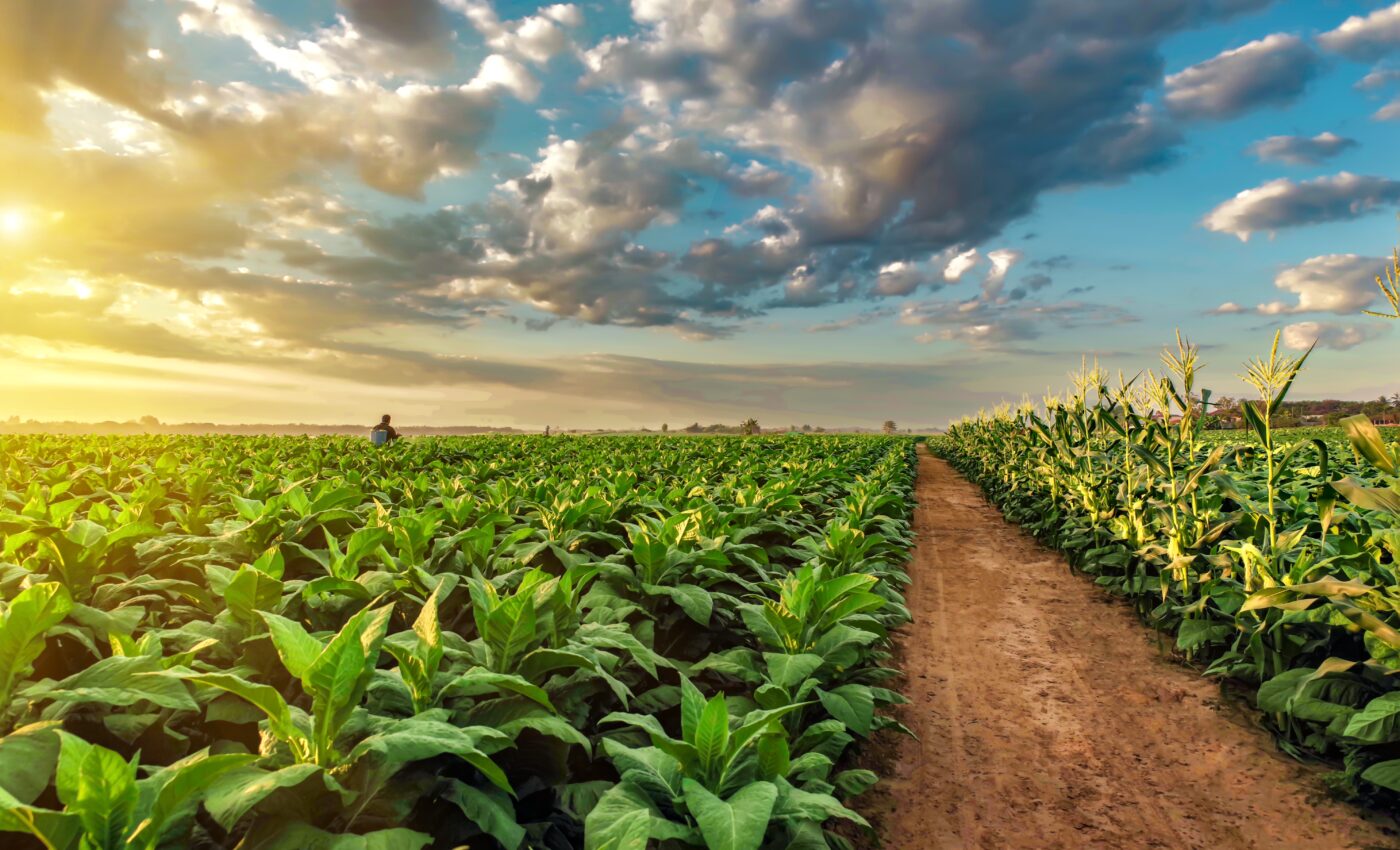 Engineered plant microbiomes: The future of crop protection 