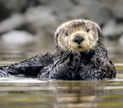Sea-otters-.jpg