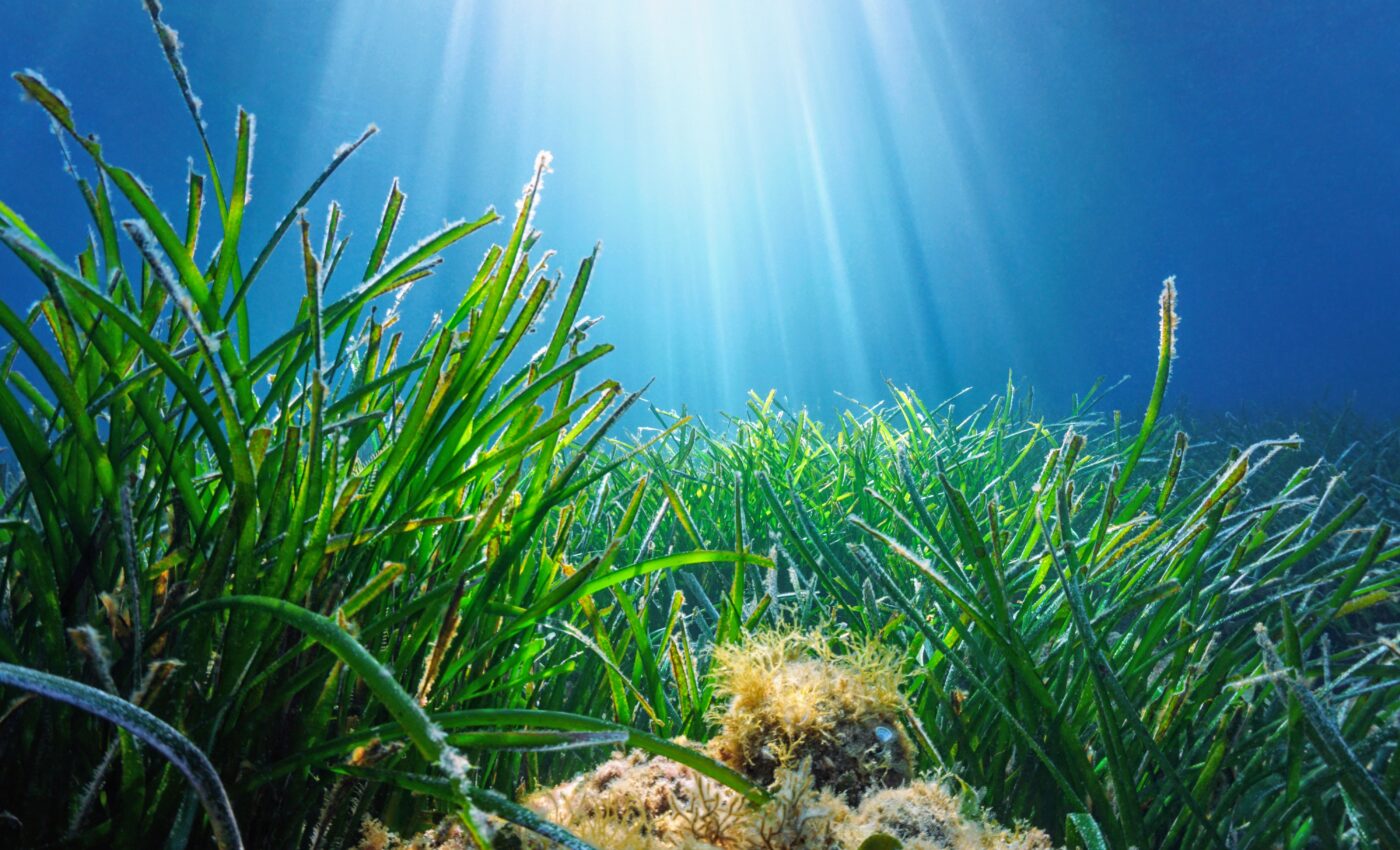 Seagrasses are the unsung heroes of oceans and marine life