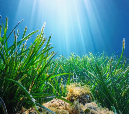 Seagrasses-.jpg