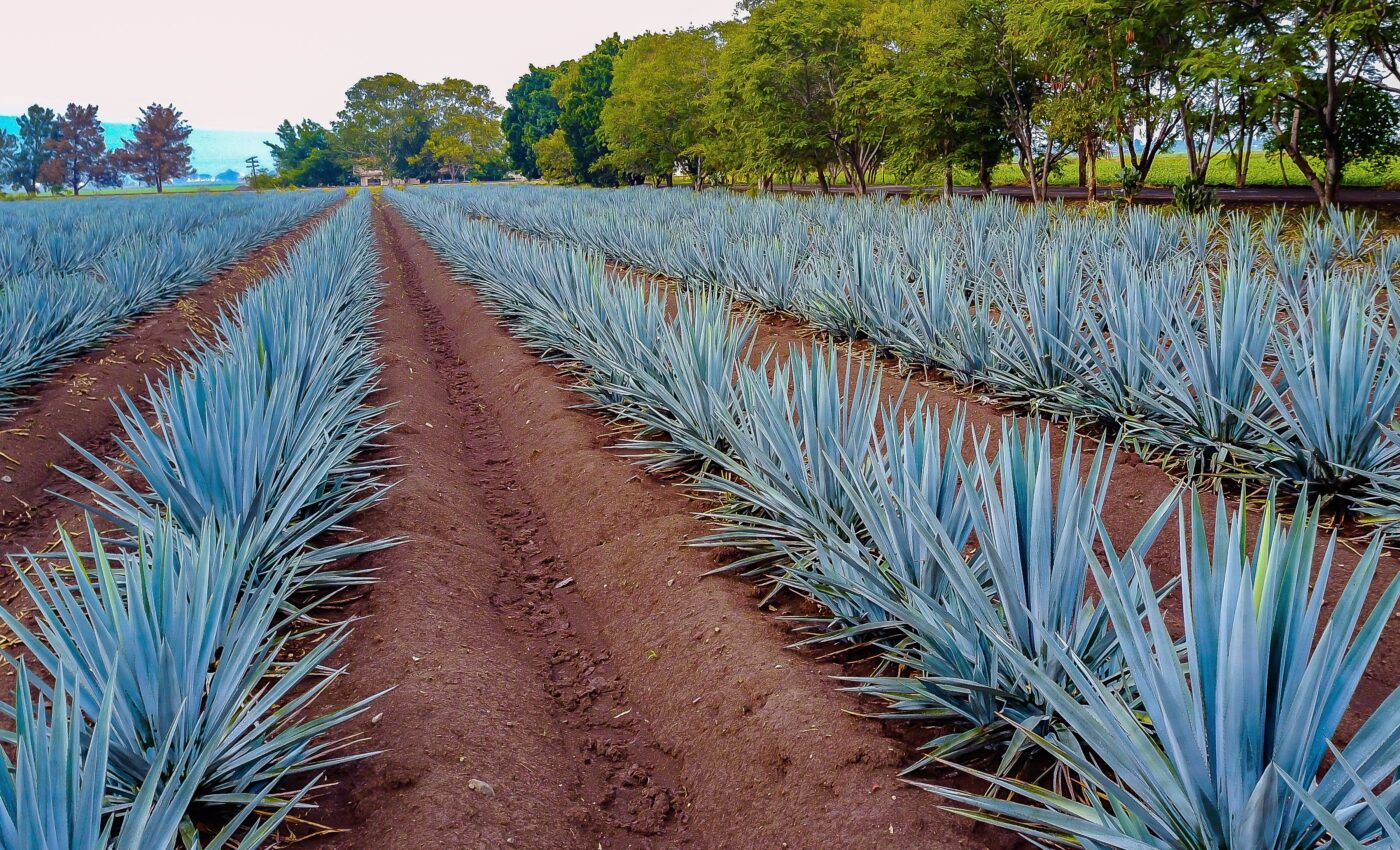 Blue agave and bats face a sustainability crisis in Mexico 