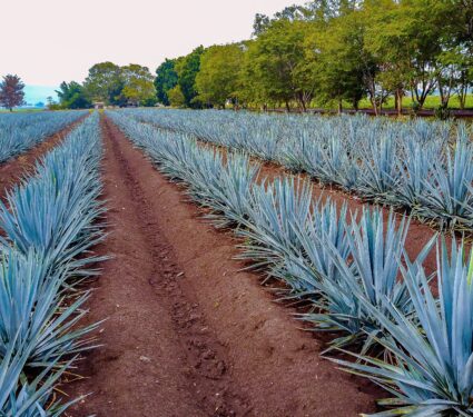 Blue-agave.jpg