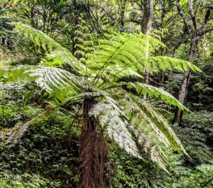 2024/01/Tree-fern.jpg