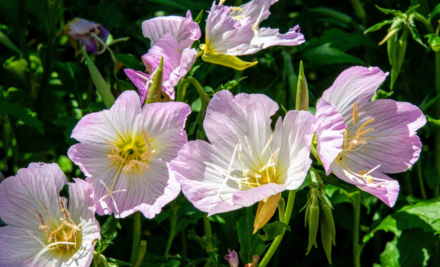 Pollution prevents nighttime pollinators from finding flowers
