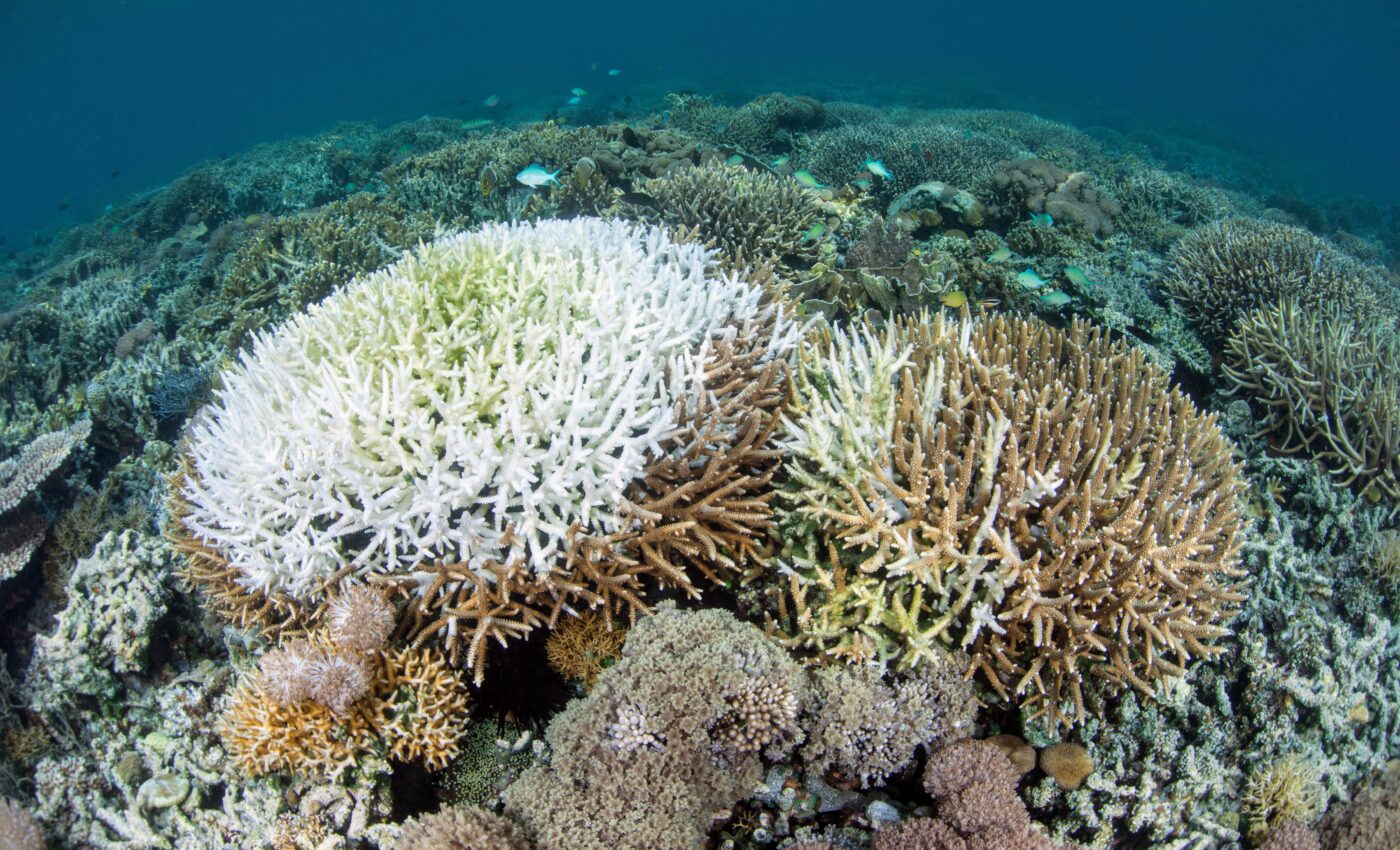 Coral bleaching releases bacteria that put further strain on reefs
