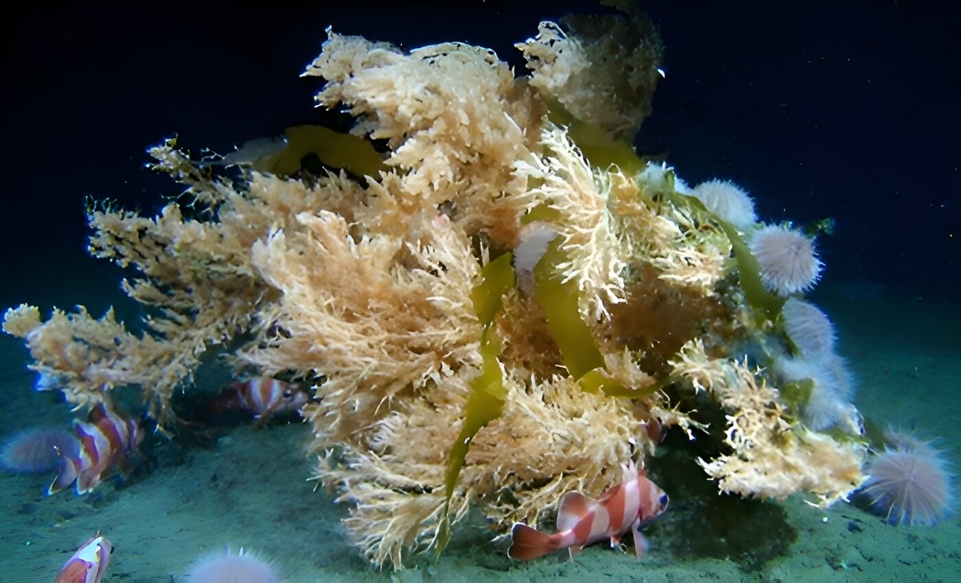 Cold-water corals build mountains to battle climate change 