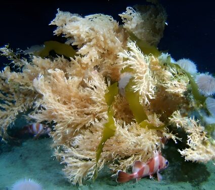 Cold-water-corals.jpg