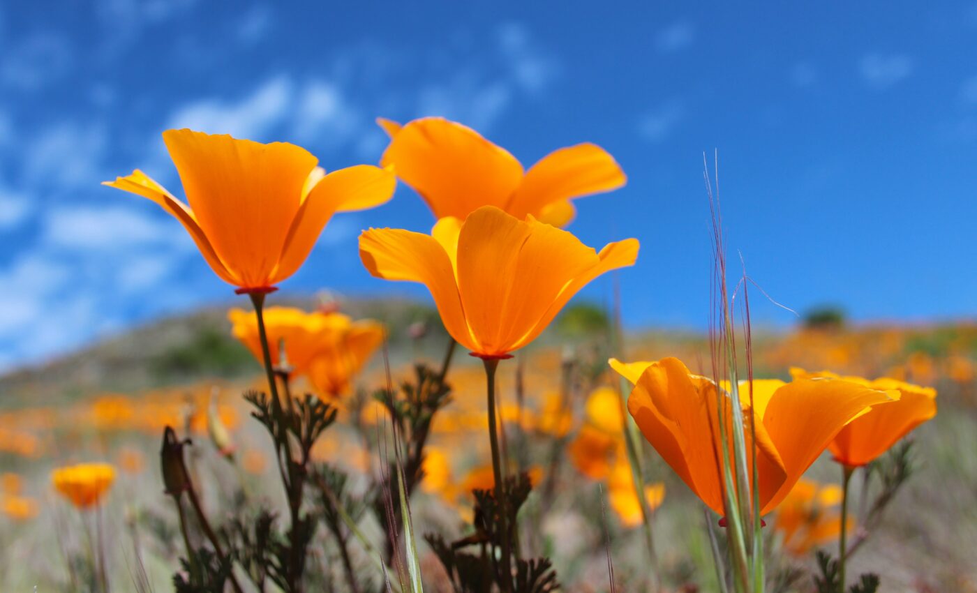 Native wildflowers that thrive after fire are facing new challenges