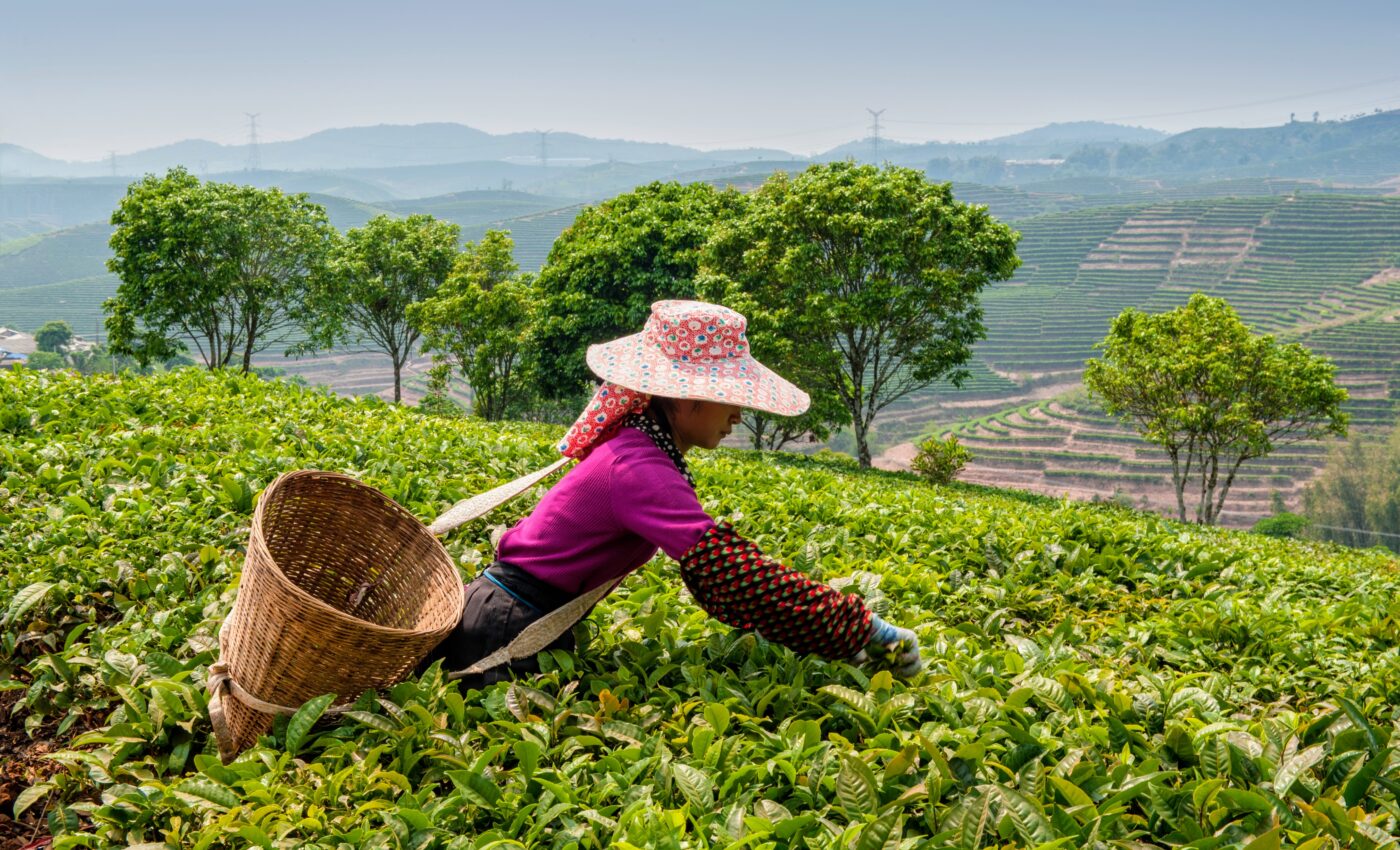 Great tasting tea comes from healthy root microbes in the plants