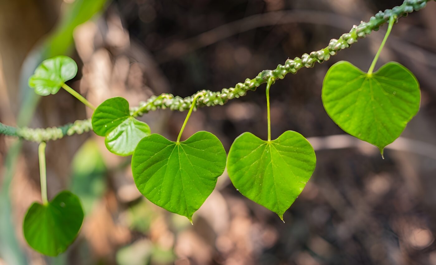 Secrets of leaf diversity shape plant survival