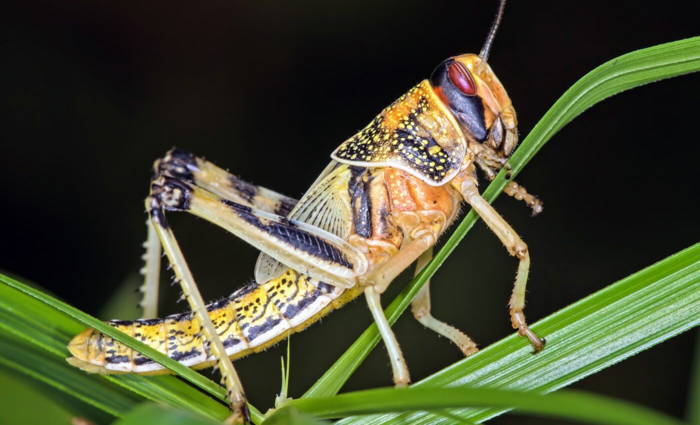 Extreme weather dramatically increases the threat of desert locust swarms