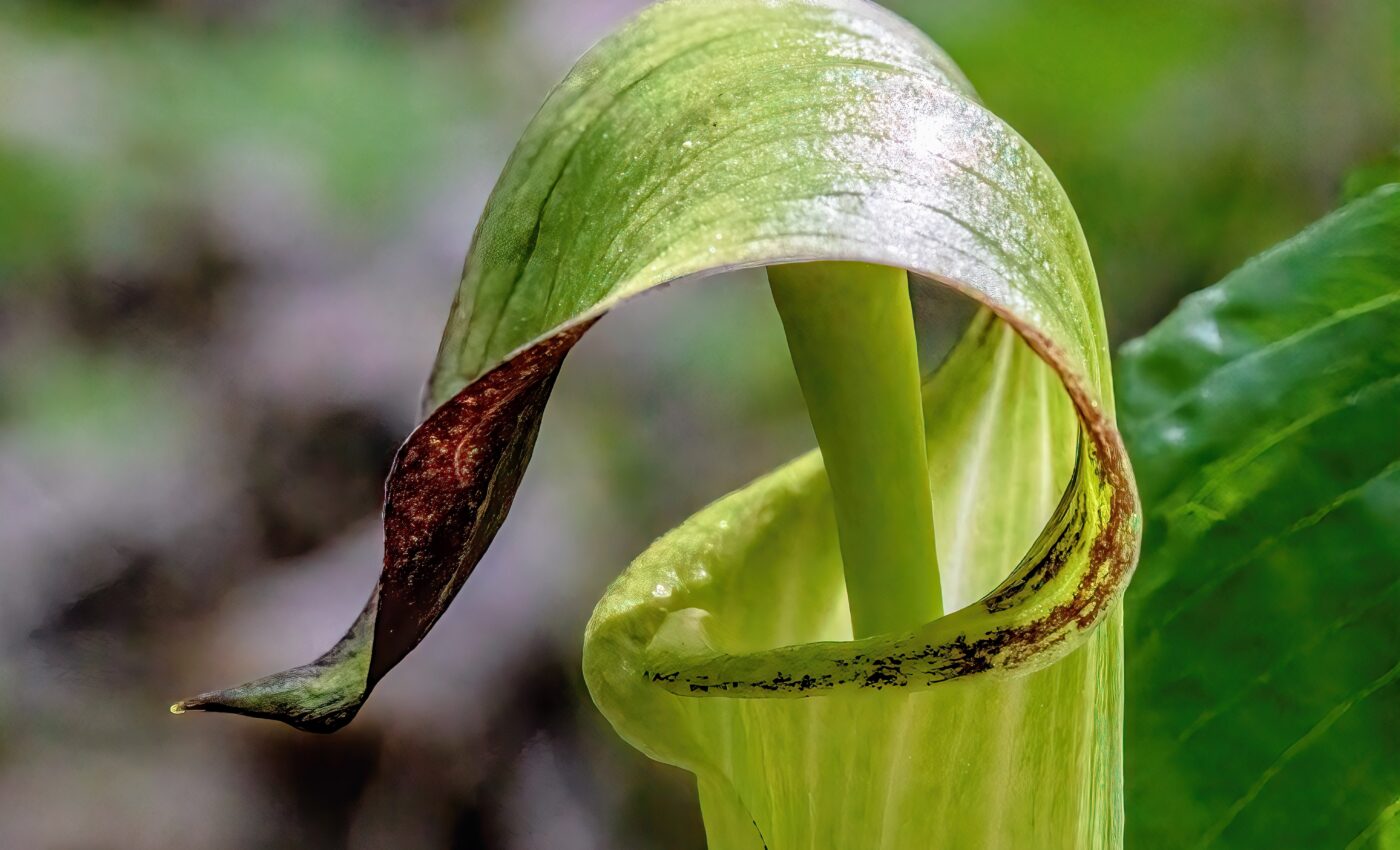 New twist in the evolution of plant-pollinator relationships