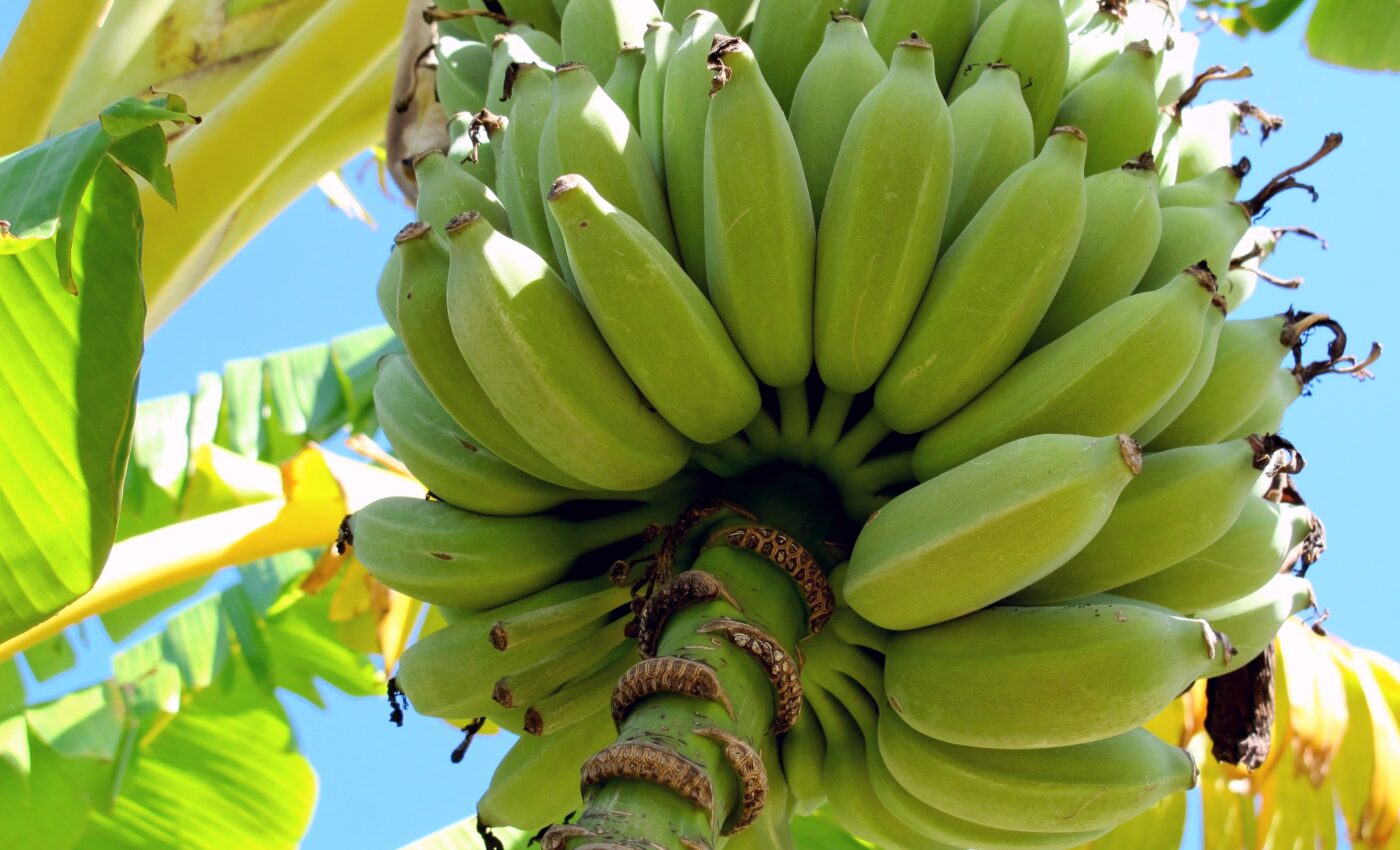 Scientists turn banana peels into eco-friendly packaging