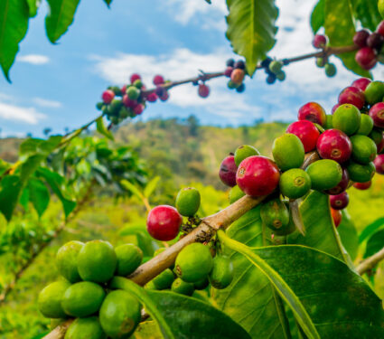 Closeup,Of,Coffee,Fruit,In,Coffee,Farm,And,Plantations,In