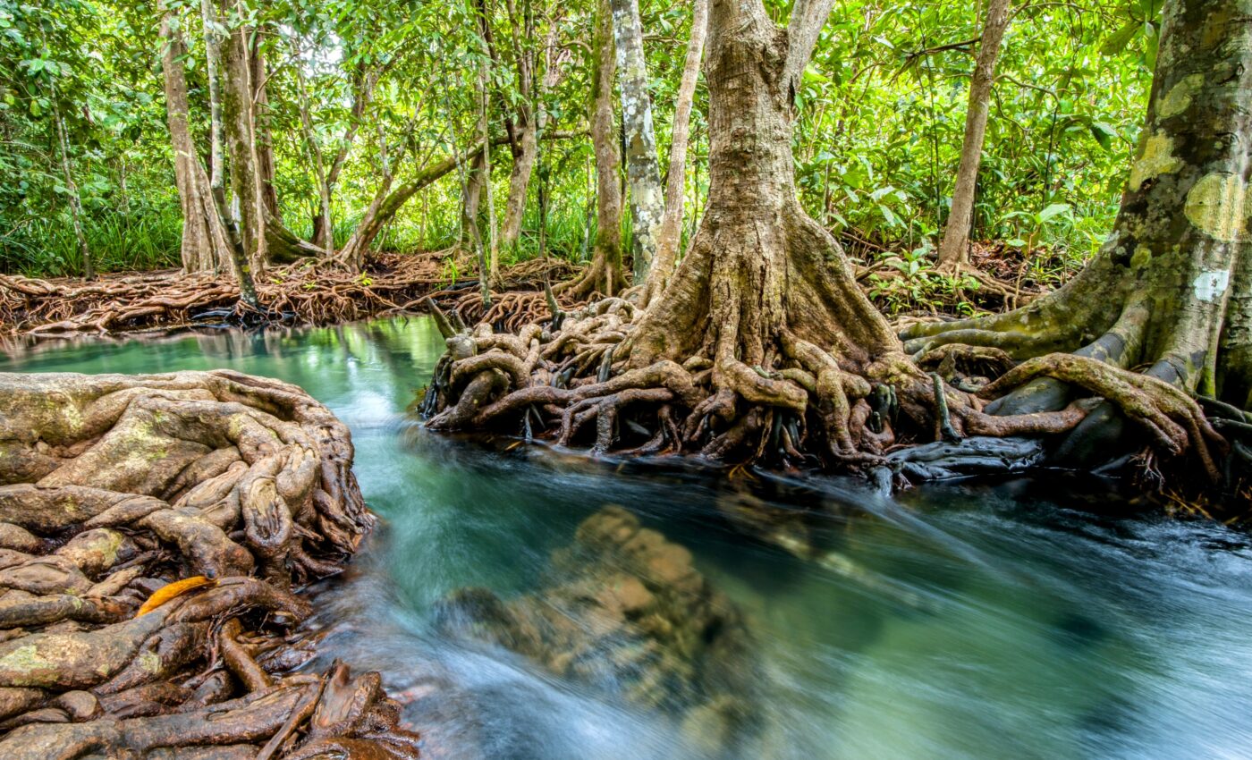 CO2 emissions from degraded mangrove forests set to increase by 50,000% 