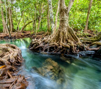 Degraded-mangrove-forests.jpg