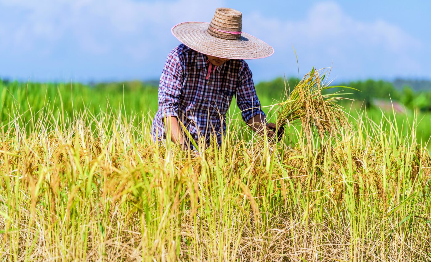 DNA study reveals secrets of weedy rice invasion