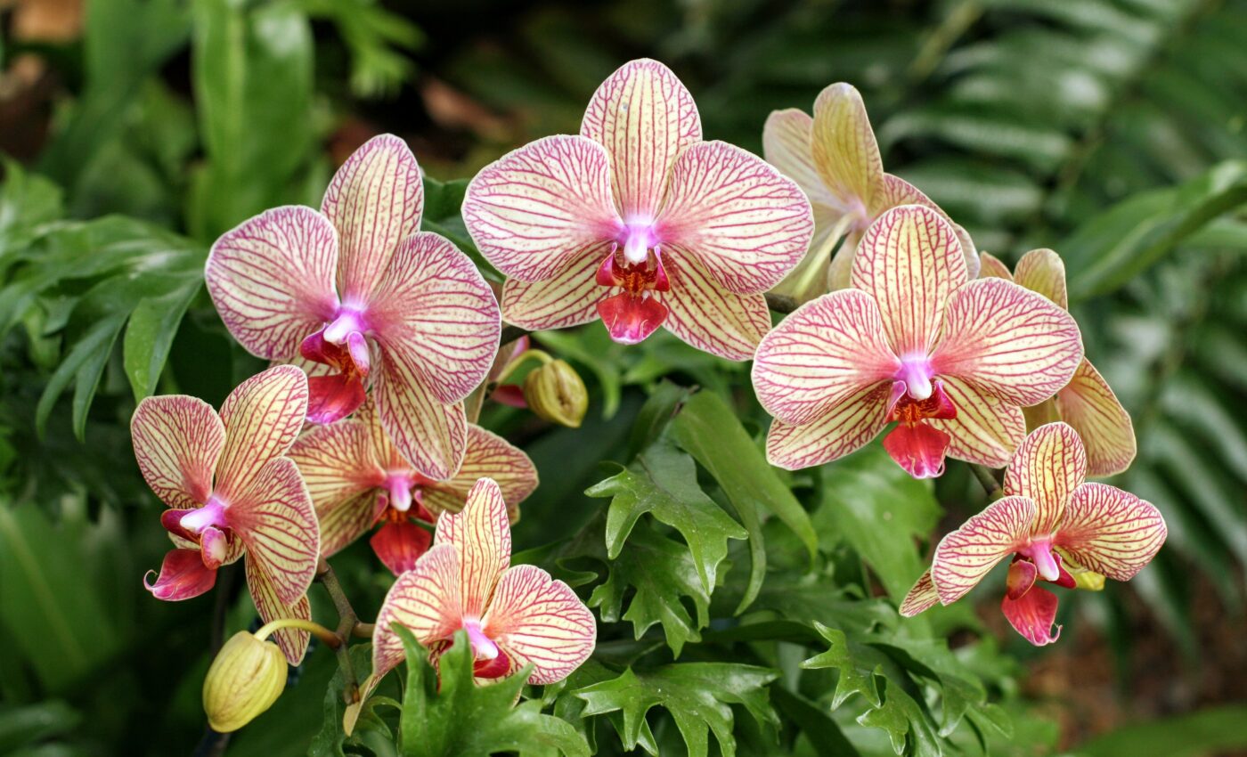 Despite their incredible adaptability, orchids are disappearing