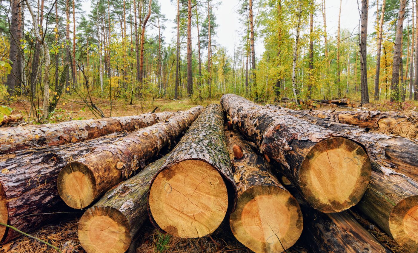 Reforestation cannot offset carbon emissions from harvesting wood