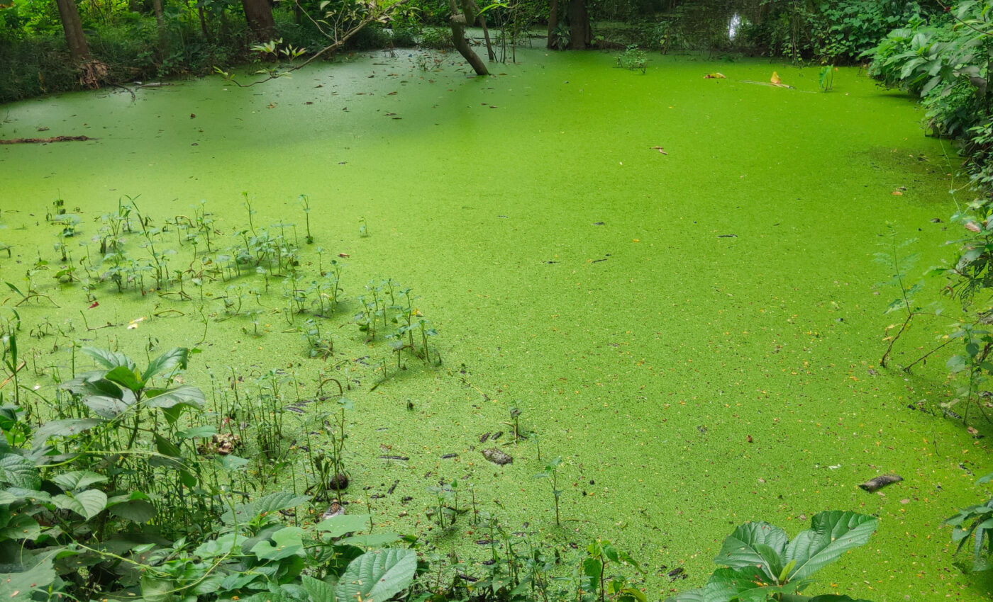 Nitrogen is an overlooked component of lake ecosystems