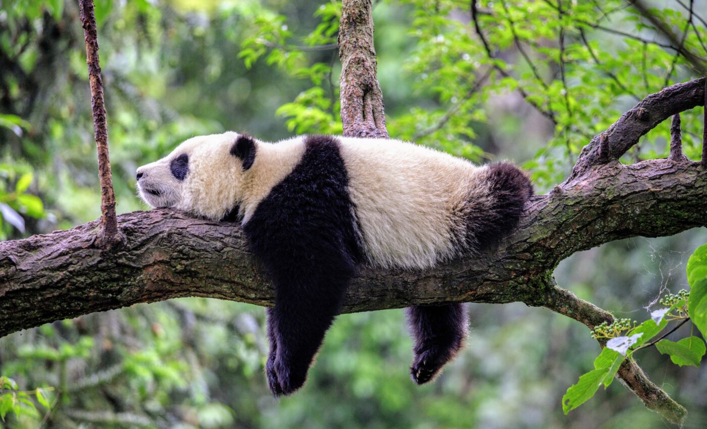 World Wildlife Day: Using technology to protect our natural world