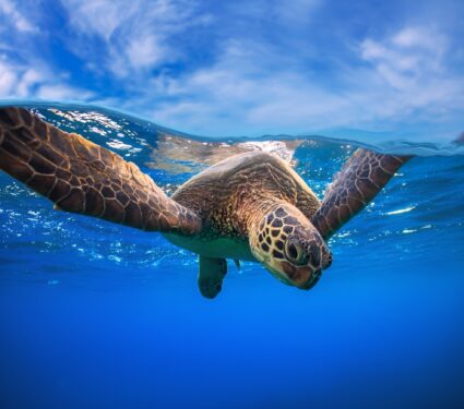 2024/03/Sea-turtles-plastic.jpg