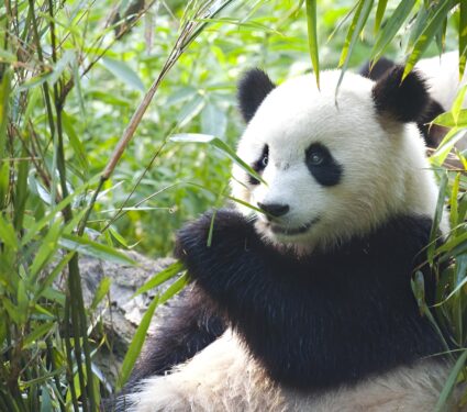 2024/03/National-Panda-Day.jpg
