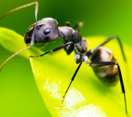 2024/03/edible-ants_black-ant_1m.jpg