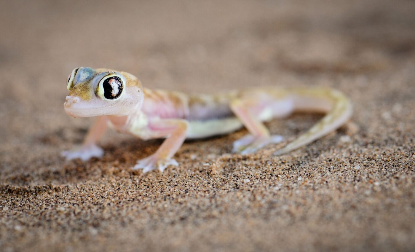 Sandy soil reptiles face extinction threat due to climate change