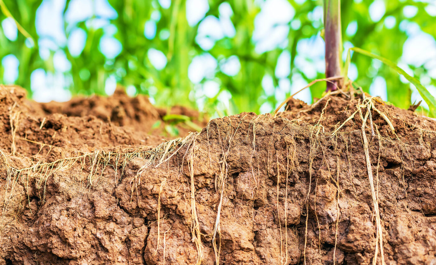 Measuring plant root health by scanning leaves with X-ray device