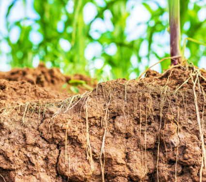 Macro,Root,Of,Young,Corn,In,Field,And,Texture,Of