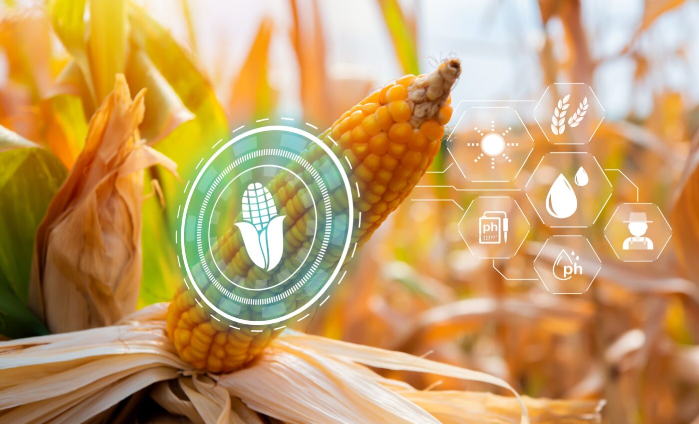 Maize plant genetics shape root health and growth