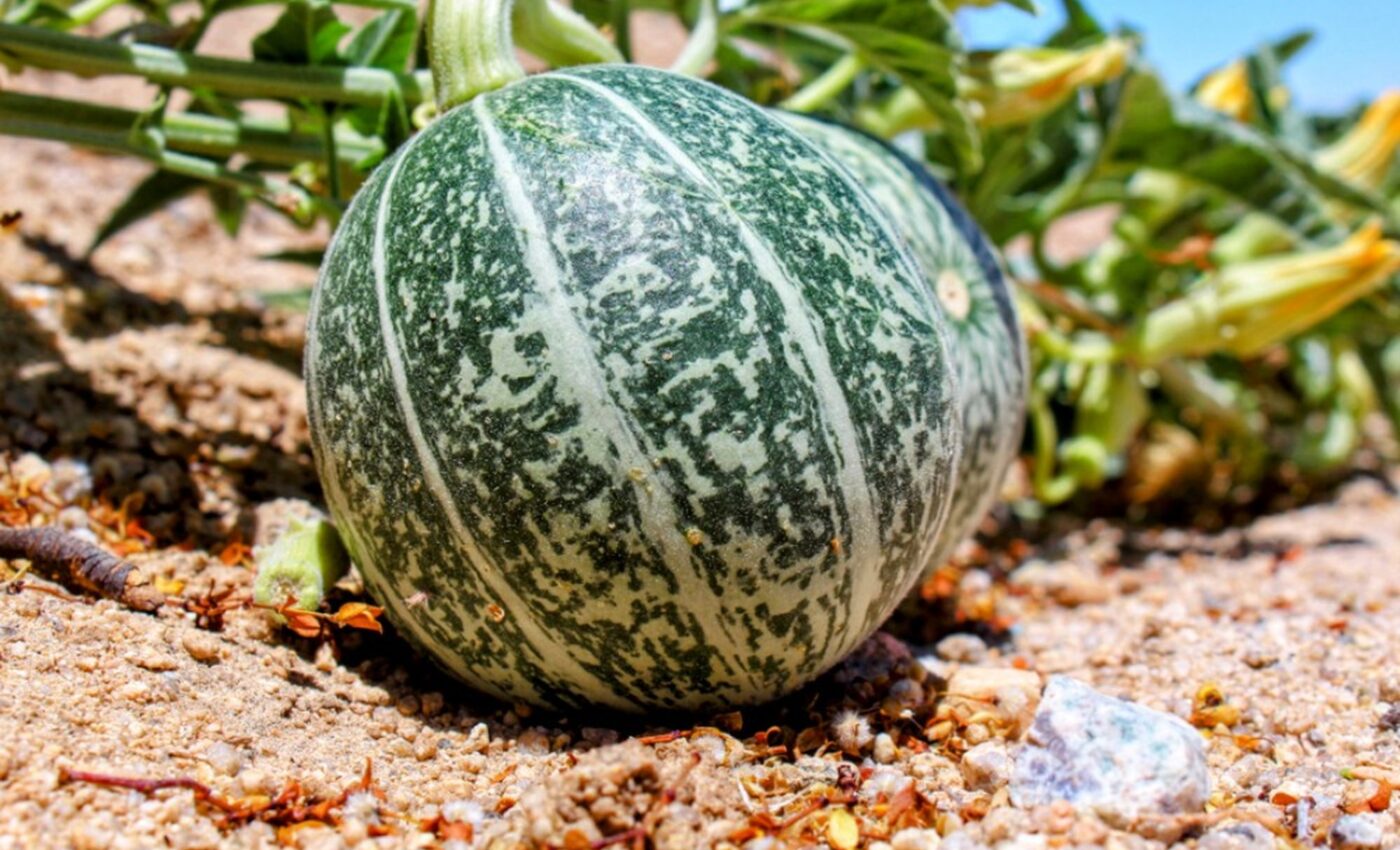 Wild desert plants are not immune to crop viruses