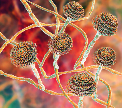 Fungi,Aspergillus,,Black,Mold,Which,Produce,Aflatoxins,And,Cause,Pulmonary