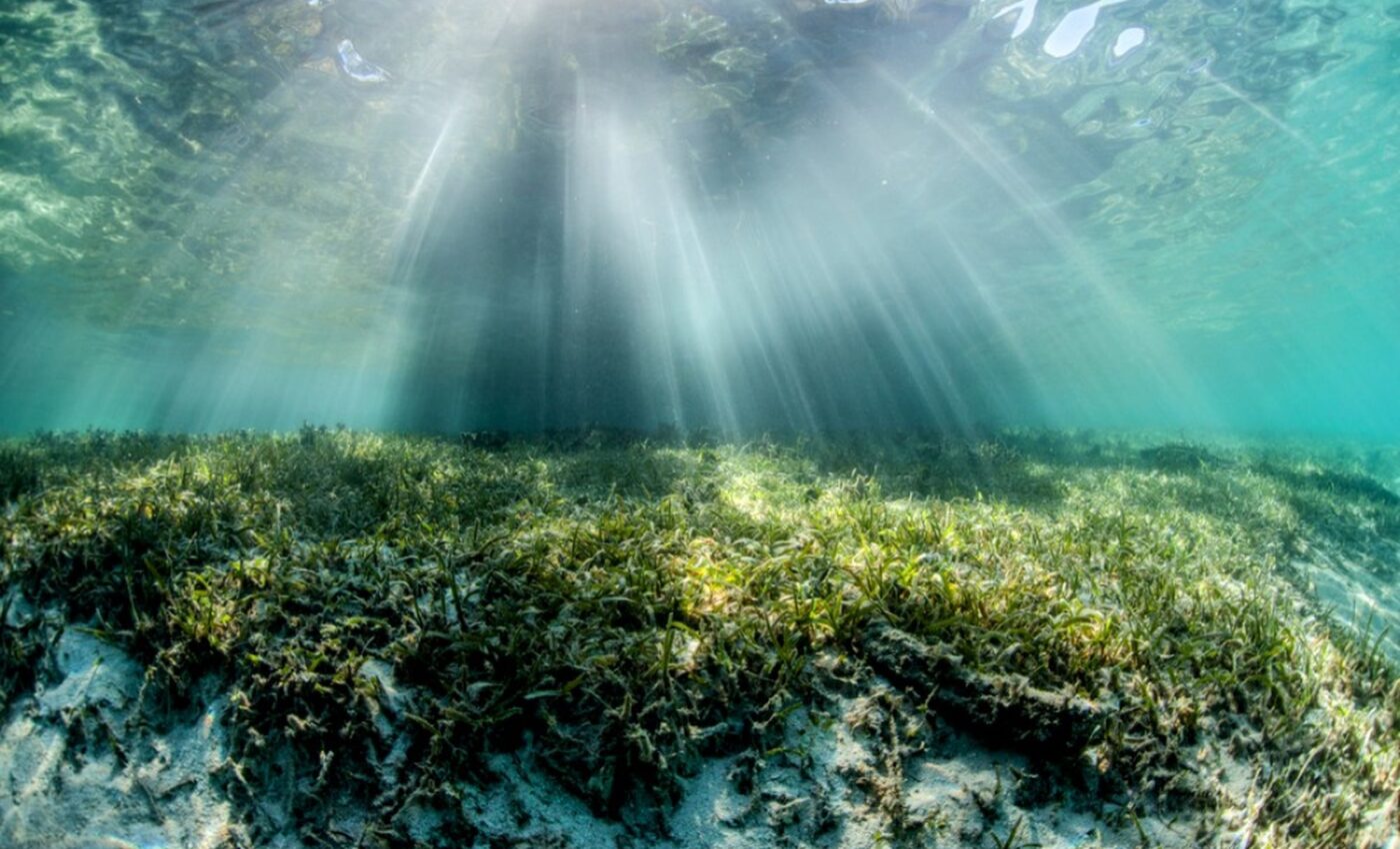 Seagrass meadows and climate change: An uncertain future