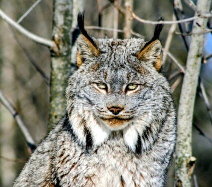 2024/04/Canada-lynx-range.jpg