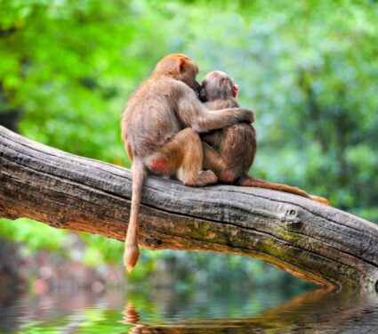 2024/04/Social-support-primates.jpg