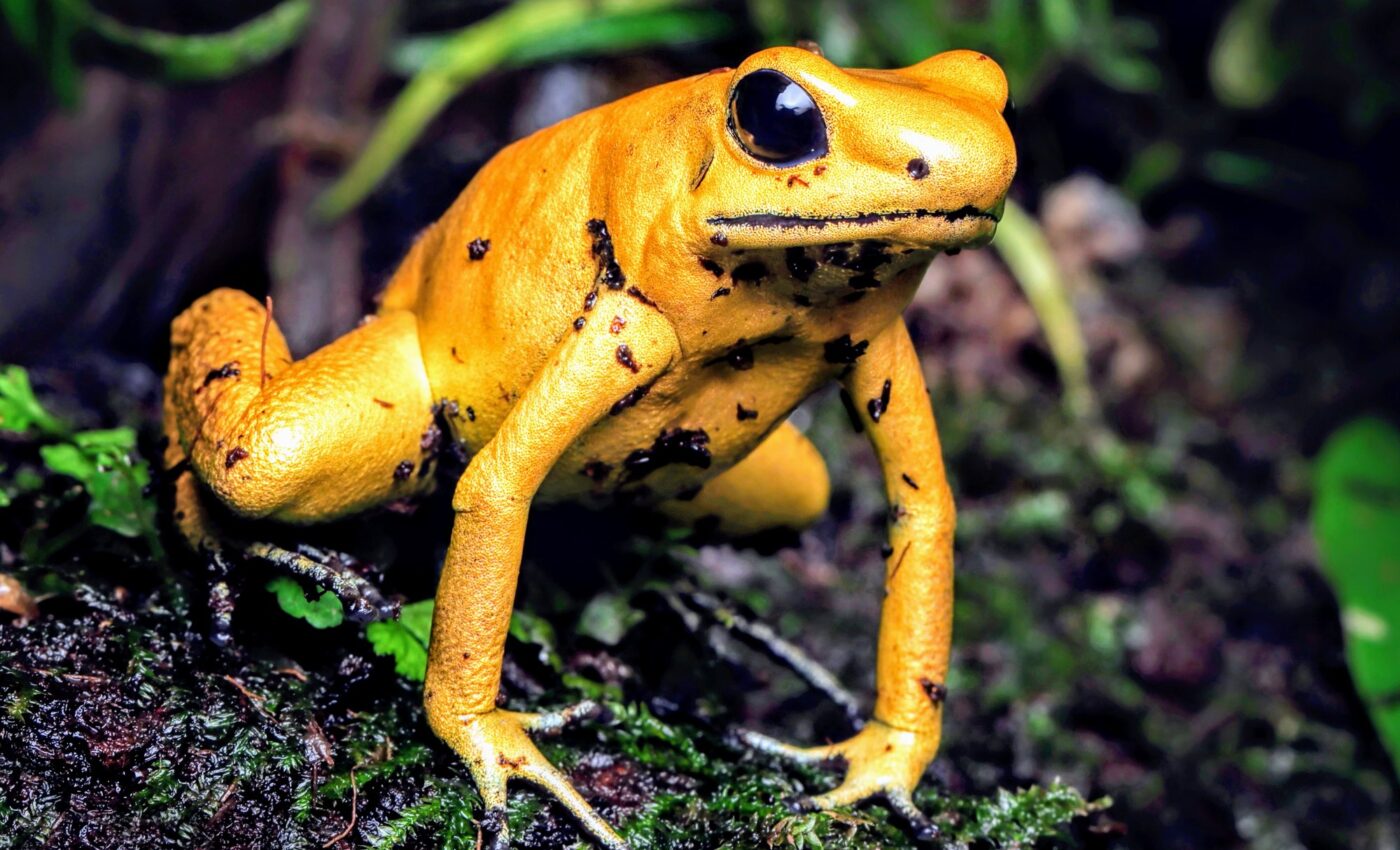 Could a new virus put an end to the global amphibian pandemic?
