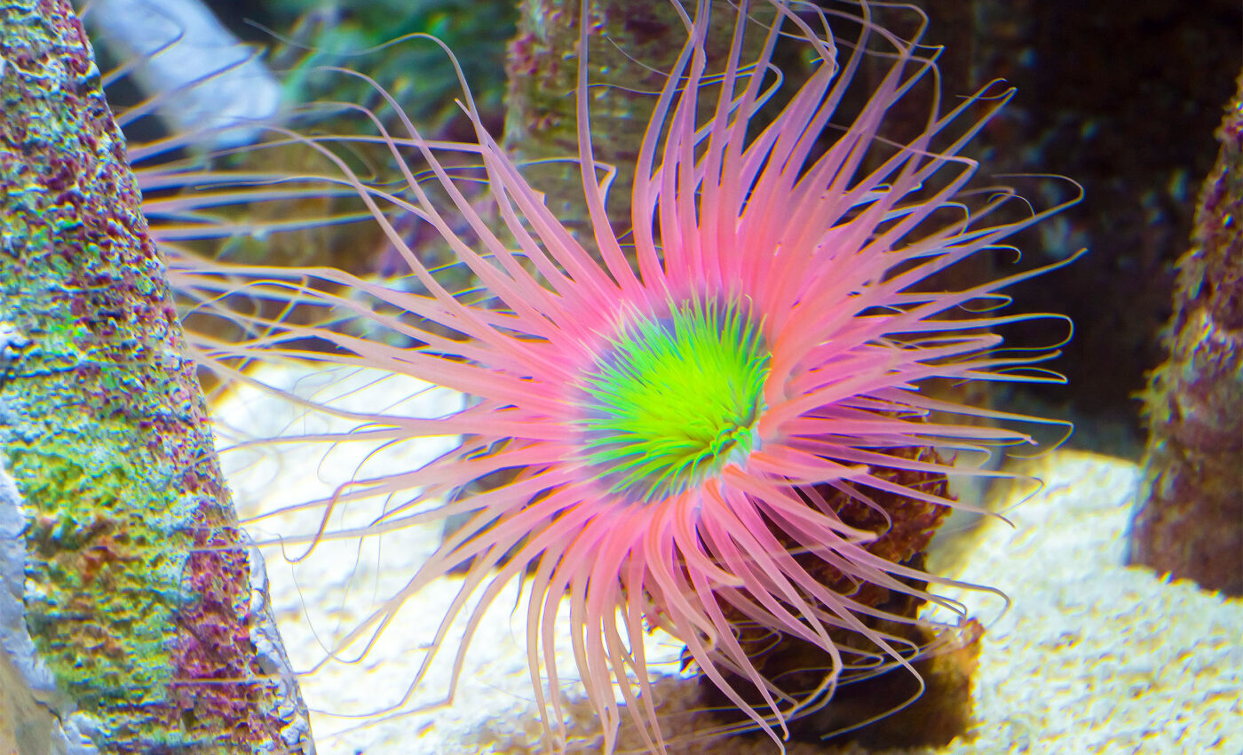 Sea anemones use their 'shyness' to survive heatwaves