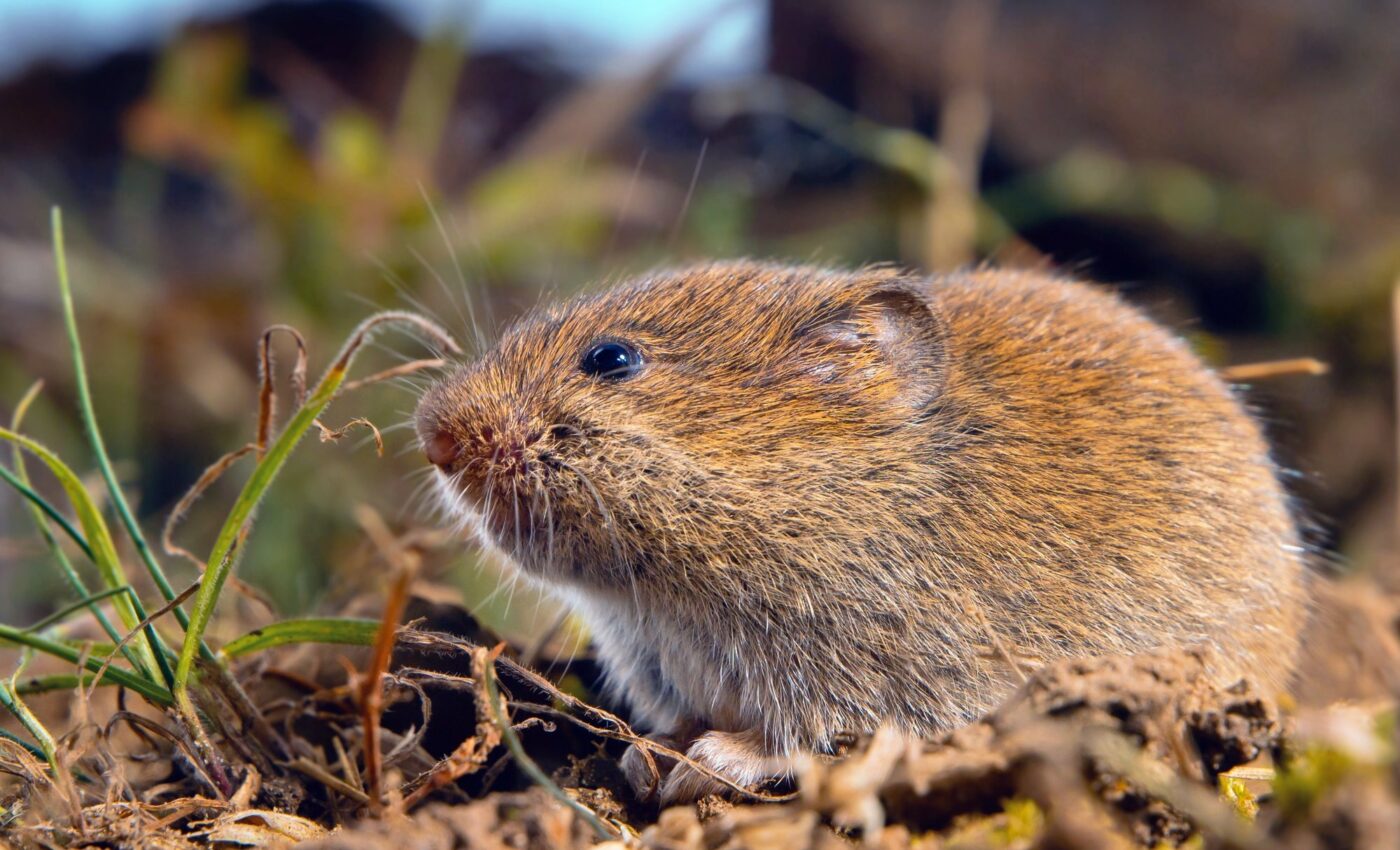 Social stress causes human-like depression in prairie voles